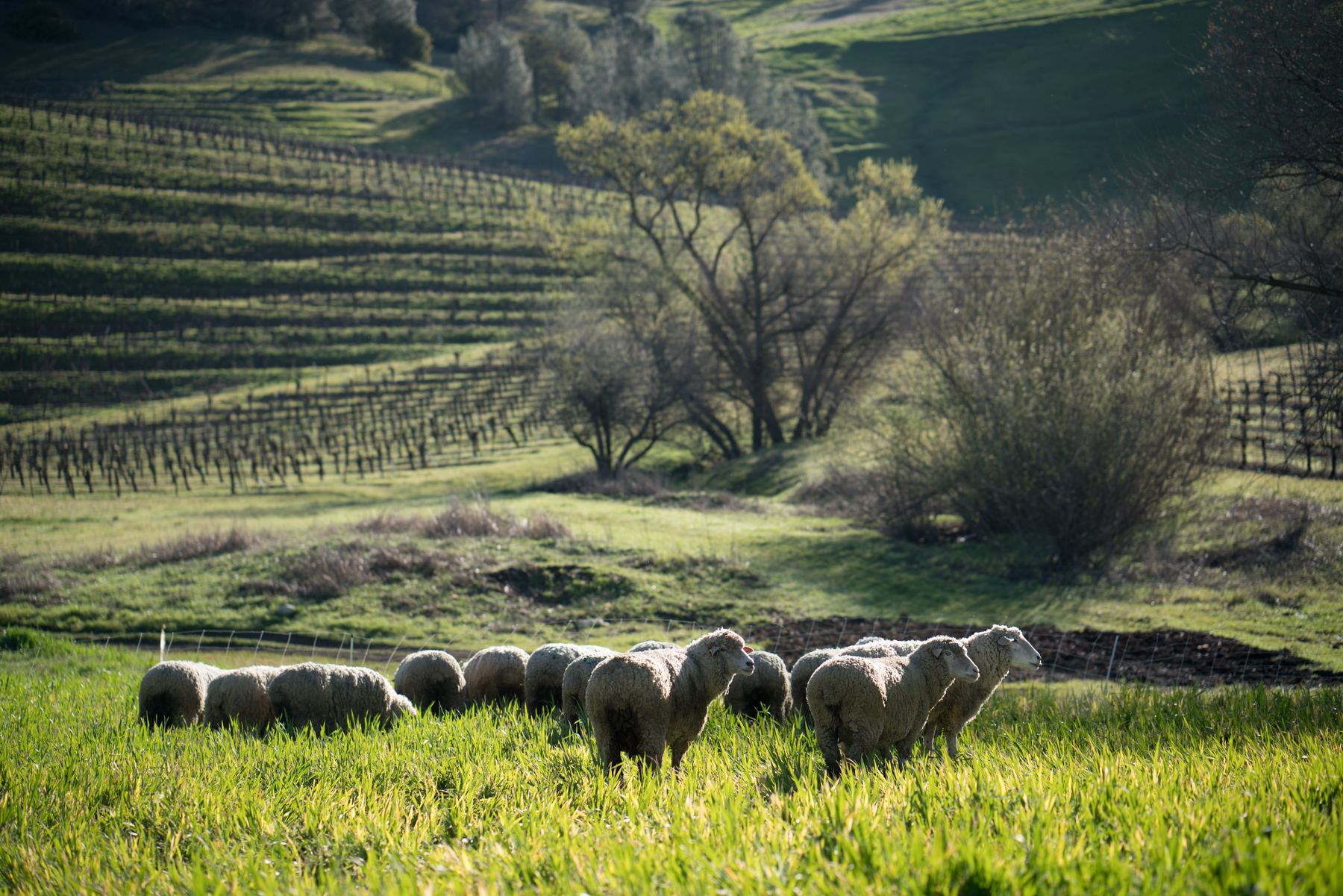 lamb